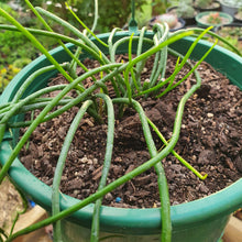 Load image into Gallery viewer, Rhipsalis Baccifera | Spaghetti Cactus
