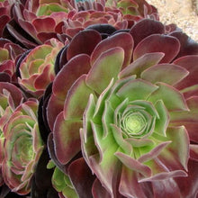 Load image into Gallery viewer, Aeonium Arboreum Velour
