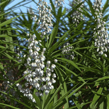 Load image into Gallery viewer, Yucca Elephantipes | Spineless Yucca
